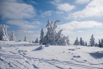 Sunny Winter Day With Frozen Trees
