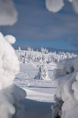 Frozen Trees in the Winter