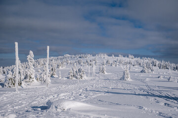 Frozen Trees in the Winter