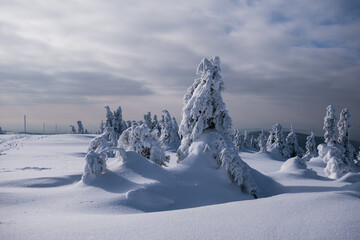 Frozen Trees in the Winter