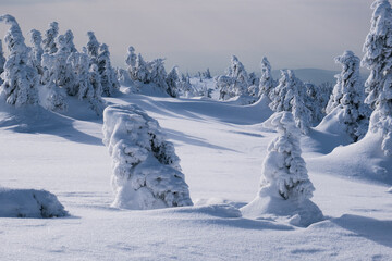 Frozen Trees in the Winter