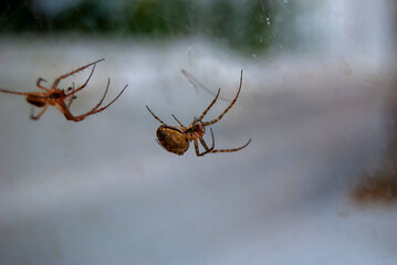 Close up of garden spiders in Suffolk, UK