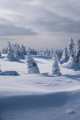 Frozen Trees in the Winter