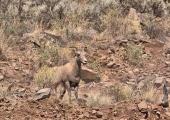 Young Big Horn Ram posing in the rocky terrain of San Juan Mountains in Southern Colorado
