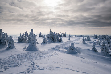 Frozen Trees in the Winter