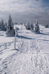 Frozen Trees in the Winter
