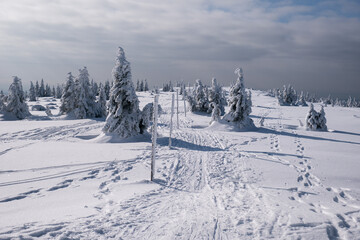 Frozen Trees in the Winter