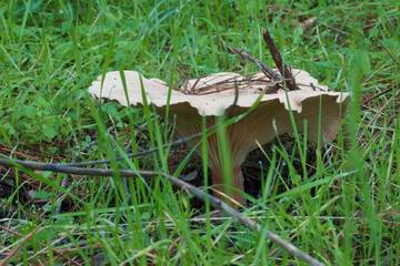 grzyb las kapelusz noga jesień © Piotr