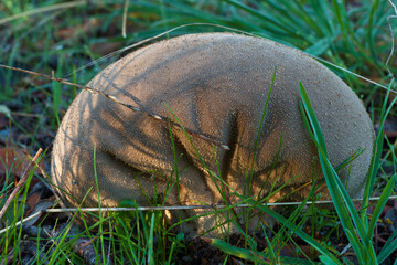 grzyb las kapelusz noga jesień