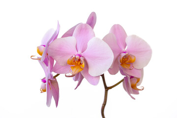 Fototapeta na wymiar Portrait of pink-white orchid flower on the white background