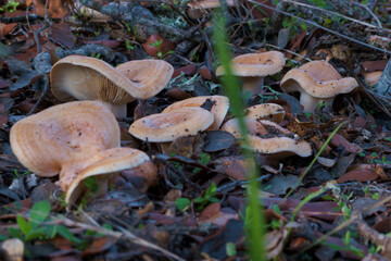 grzyb las kapelusz noga jesień © Piotr