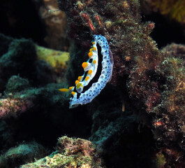 A Phyllidia Varicosa nudibranch on corals Cebu Philippines