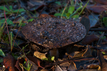 grzyb las kapelusz noga jesień © Piotr
