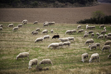 Sheep in field
