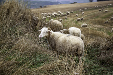 Sheep in field