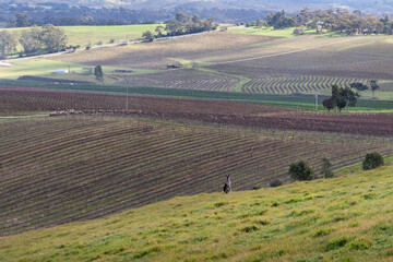 Iconic Australian wild kangaroo in the middle of the vineyards. Wine making area at Clare valley, South Australia