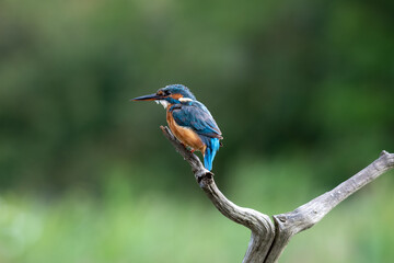 Kingfisher (Alcedo atthis) perched on a branch above a pool