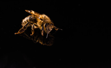 Naklejka premium Honey bee macro, isolated on black background. Bee concept. Copy space on left