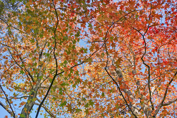 高木のモミジバフウの紅葉