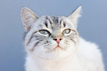Siamese cat on gray background