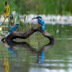 Pair of kingfishers (Alcedo atthis) perched on a branch above a reflecting pool 