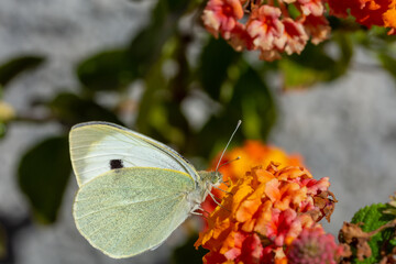 Cabbage butterfly (Pieris brassicae) perched on orange lantana flowers