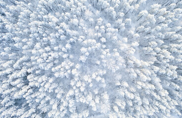 Obraz premium Aerial view of a winter snow covered pine forest. Winter forest texture. Aerial view. Aerial drone view of a winter landscape. Snow covered forest.
