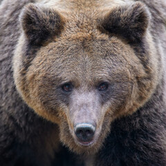 Close-up brown bear portrait. Danger animal in nature habitat. Big mammal