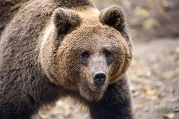 Obraz na płótnie Canvas Close-up brown bear portrait. Danger animal in nature habitat. Big mammal