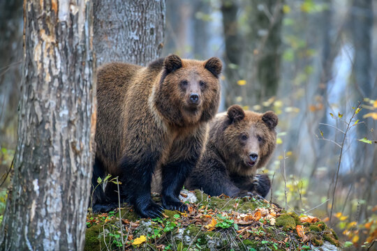Close-up two brown bears in autumn forest. Danger animal in nature habitat. Big mammal