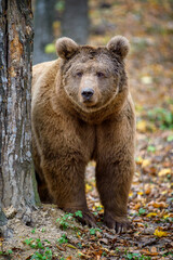 Close-up brown bear in autumn forest. Danger animal in nature habitat. Big mammal