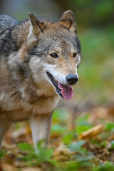 Naklejka na ściany i meble Close up portrait wolf in autumn forest background
