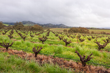 Vineyards, old vines without leaves at spring time, irrigation system installed. About to rain, foggy and cloudy landscape. Hills and misty fields at the background. Barossa valley, South Australia