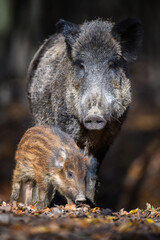 Cute swine sus scrofa family in dark forest. Wild boar mother and baby on background natural...