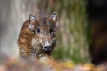 Baby wild boar, Sus scrofa, running red autumn forest in background