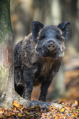 Portrait male Wild-boar in autumn forest