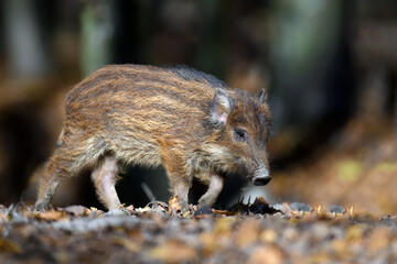 Baby wild boar, Sus scrofa, running red autumn forest in background