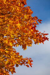 Herbstlich bunte Ahornblätter an einem sonnigen Tag