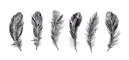 Feathers. Hand drawn sketch style.	
