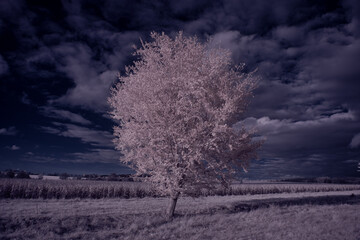 infrared photography - ir photo of landscape with tree under sky with clouds - the art of our world...