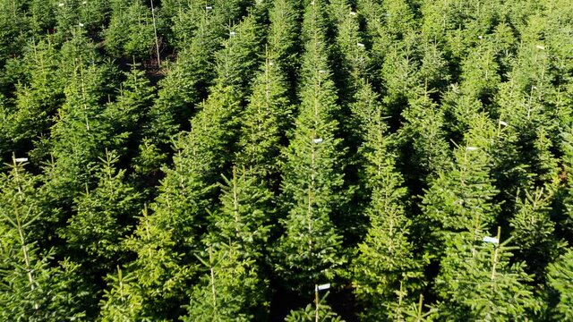a christmas tree plantation from the air in 4k