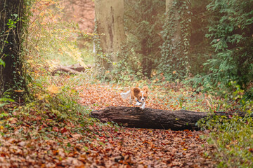 Cavalier King Charles Spaniel running and jumping over wooden log through English woods