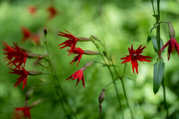 Fire Pink Flowers Blooming
