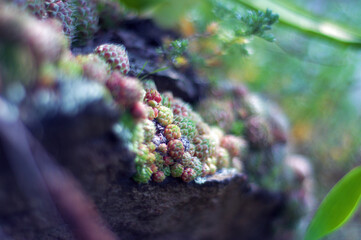 Stone rose or rejuvenated flower. Stone rose. Rejuvenated.