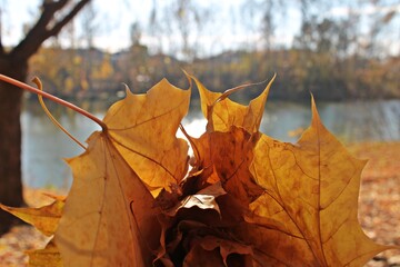 Autumn maple leafs