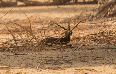 Beautiful Wild Animal Blackbuck Deer (Antilope Cervicapra) or Indian Antelope in Desert