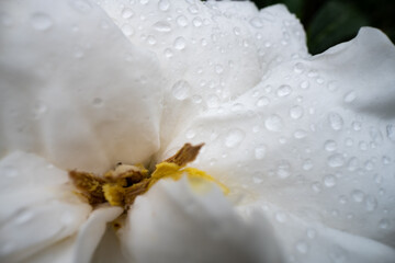 Gardenia Flower With Rain Drops