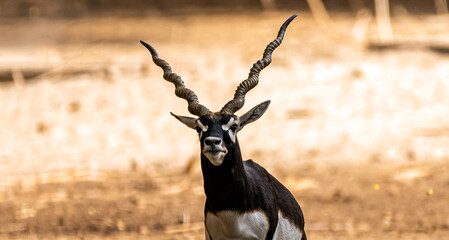 Beautiful Wild Animal Blackbuck Deer (Antilope Cervicapra) or Indian Antelope in Desert