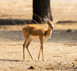 Beautiful Wild Animal Blackbuck Deer (Antilope Cervicapra) or Indian Antelope in Desert