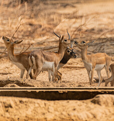 Beautiful Wild Animal Blackbuck Deer (Antilope Cervicapra) or Indian Antelope in Desert